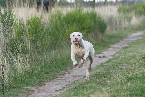 Labrador breed dog running in a rural environment