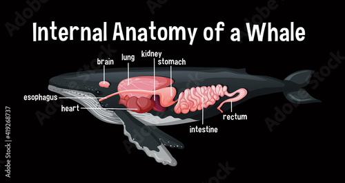 Internal Anatomy of a Whale with label