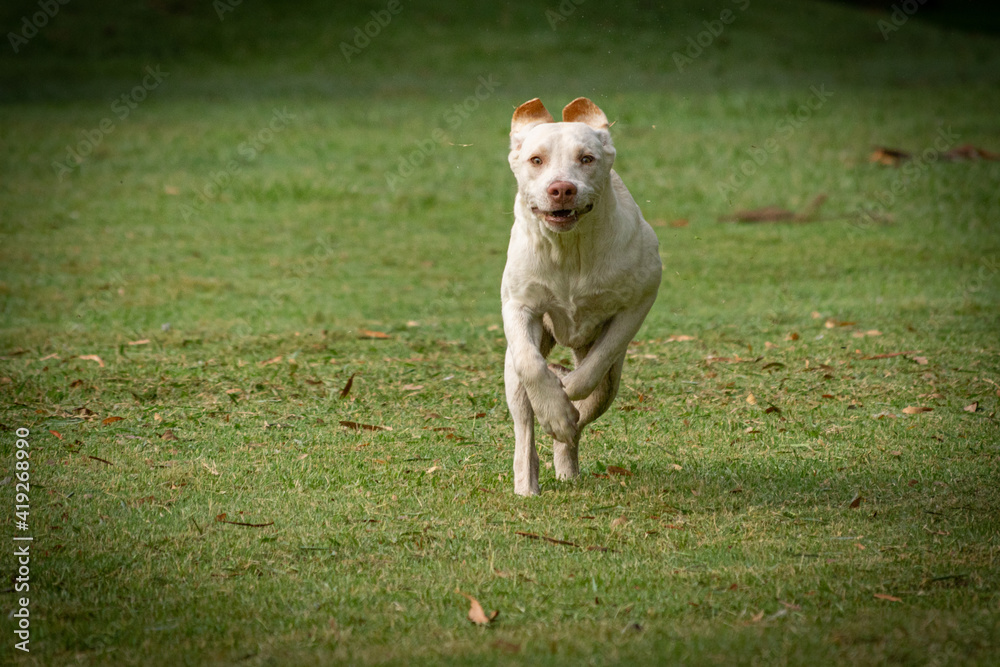 Labrador breed dog running in a rural environment