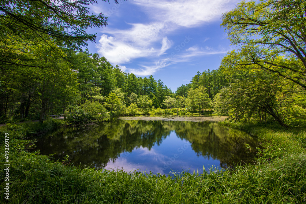 lake in the forest lake in the forest