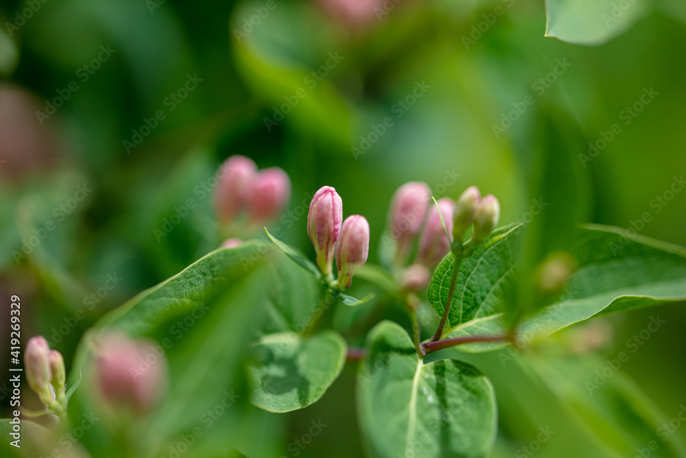 small buds on a tree small buds on a tree