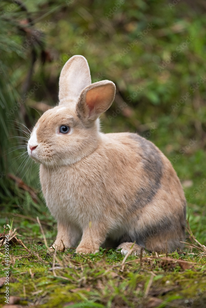 Fototapeta premium Blue-Eyed Multi-Color Rabbit Sitting Quietly in the Grass
