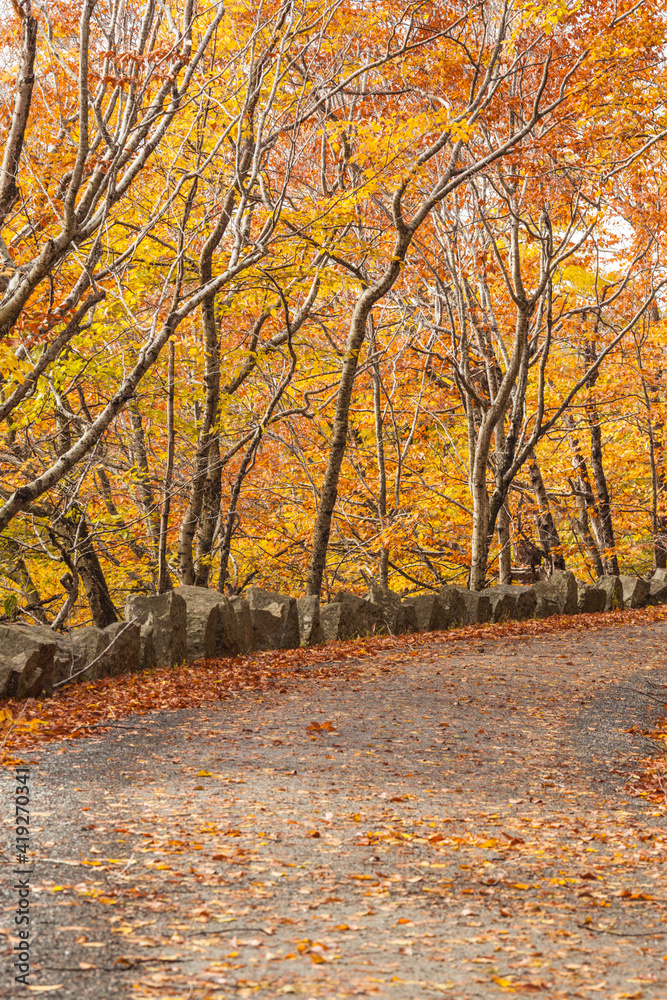 USA, Maine, Mt. Desert Island. Carriage Road in Acadia National Park during autumn.
