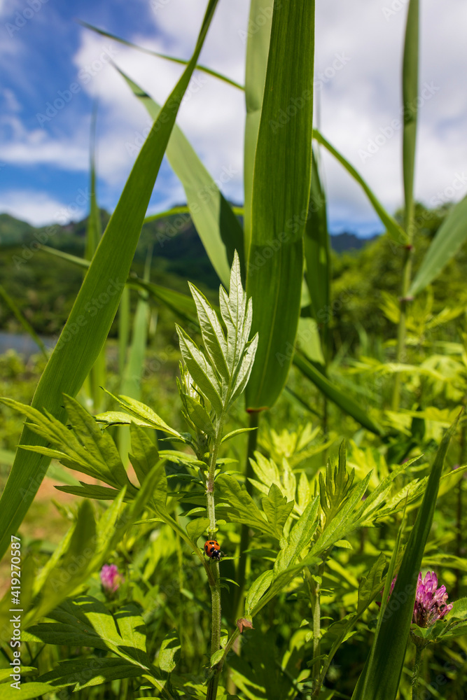 Obraz premium grass and sky
