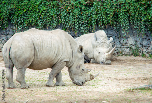 White rhinoceros in public zoo.