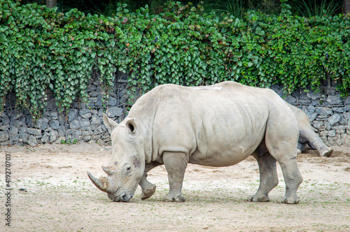 White rhinoceros in the public zoo.
