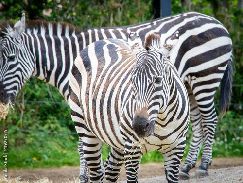 Beautiful zebra in public park.