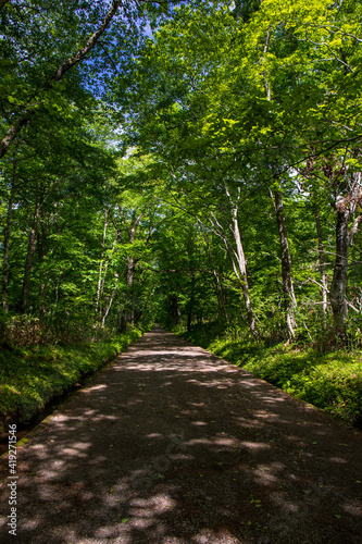 path in the forest