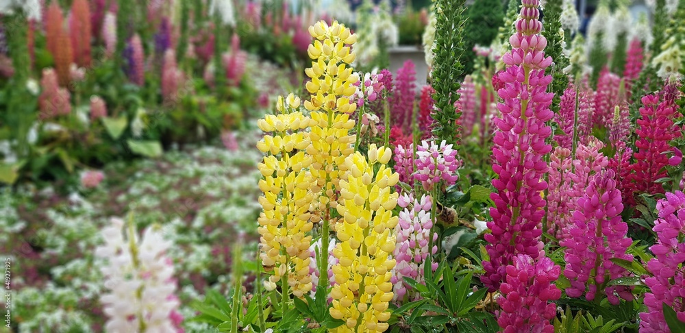 Obraz premium flower