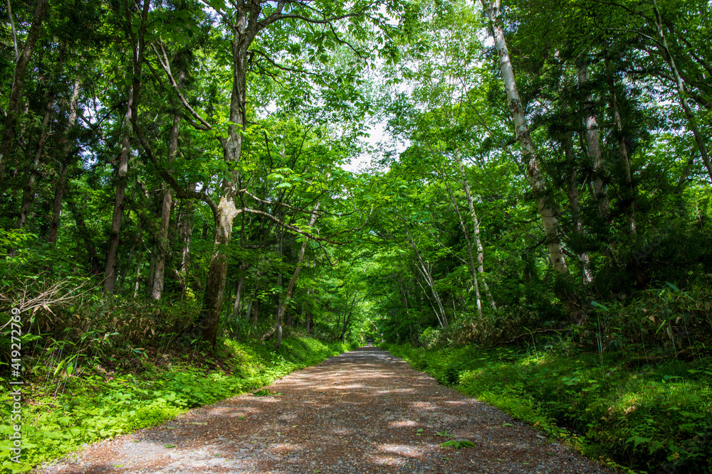 Obraz premium path in the forest