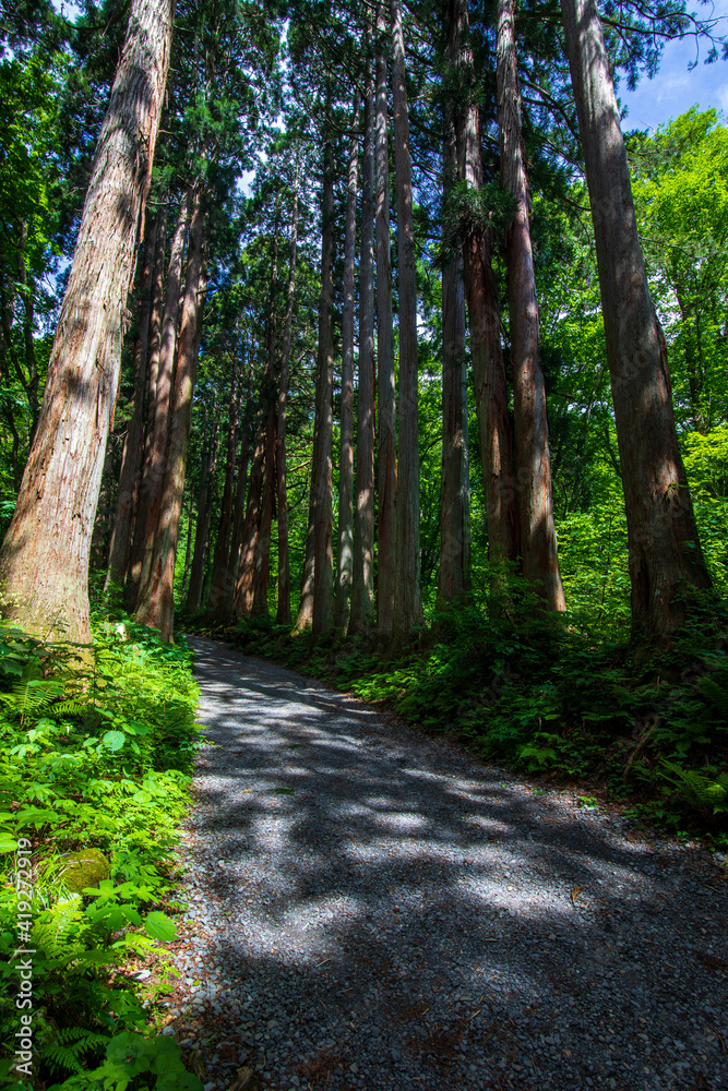 Fototapeta premium path in the woods