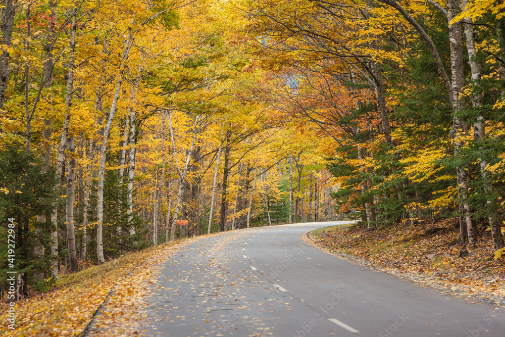 Fototapeta premium USA, Maine, Mt. Desert Island. Acadia National Park road.