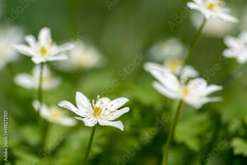 春の野山に咲く白い可憐な花 ニリンソウ 