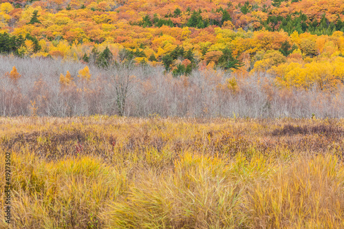 USA, Maine, Mt. Desert Island. Acadia National Park autumn foliage.