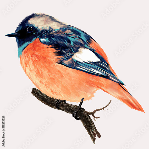 Beautiful high detailed vector bird illustration for design