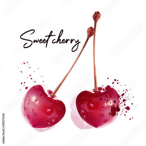 Cherry vector berries isolated on white in realistic watercolor style
