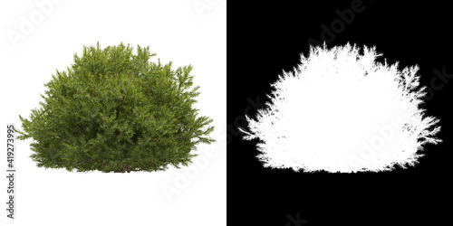 Front view of tree (Chamaecyparis Pisifera Sungold) png with alpha channel to cutout 3D rendering