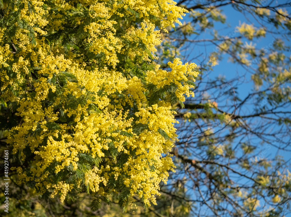 Yellow mimosa blossom, photographed in a London park in spring.