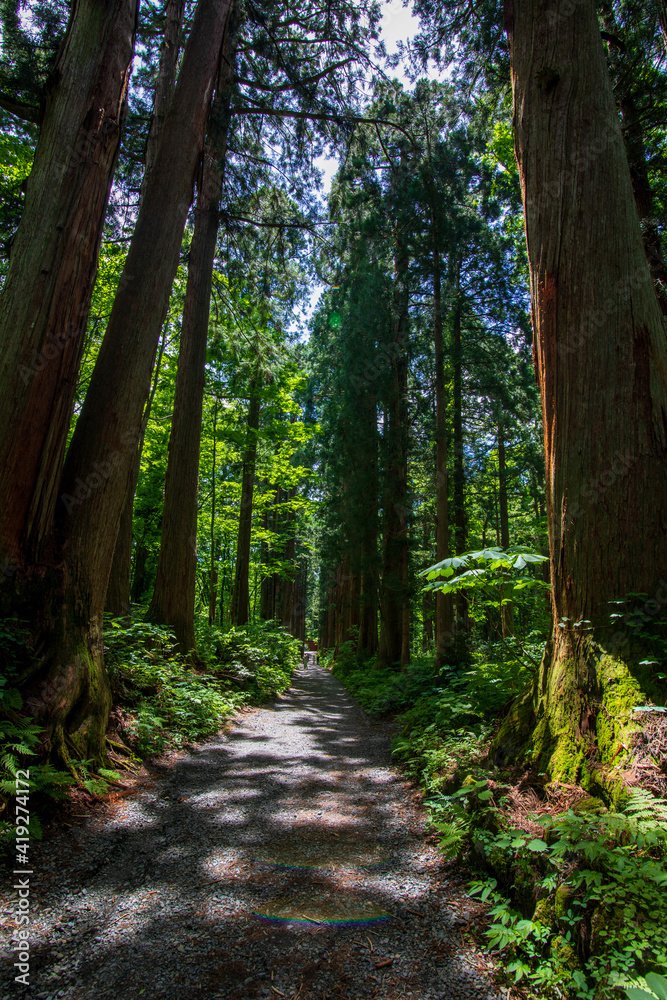 Fototapeta premium path in the forest