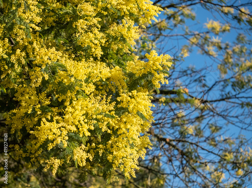 Fototapeta Naklejka Na Ścianę i Meble -  Yellow mimosa blossom, photographed in a London park in spring.