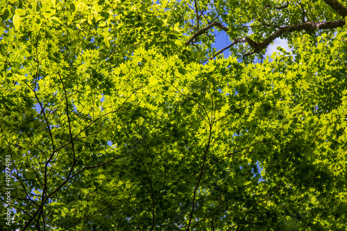 green leaves background © ＨａｐｐＹ　Ｌｉｆｅ。