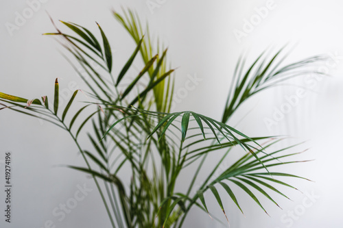 close-up of palm tree with lush leaves in pot indoor on white