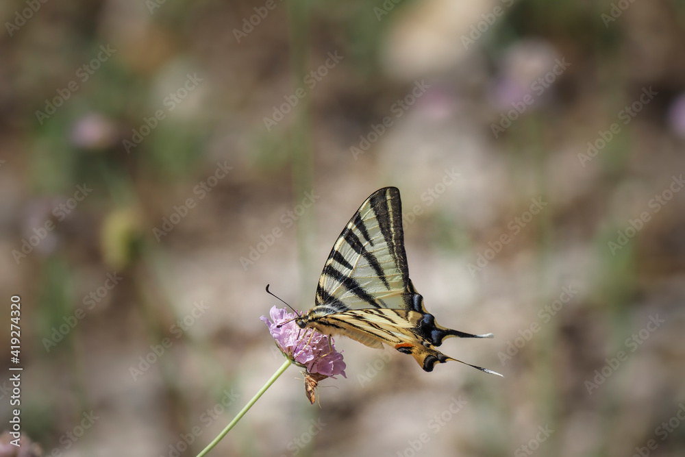 Obraz premium The scarce swallowtail (Iphiclides podalirius) is a butterfly belonging to the family Papilionidae.