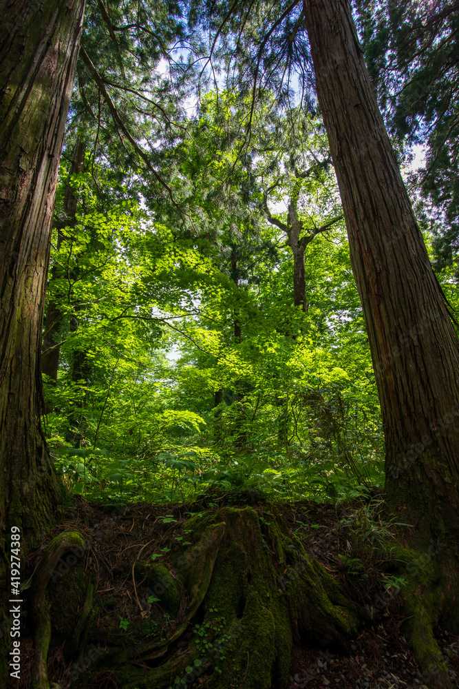 Fototapeta premium tree in the forest