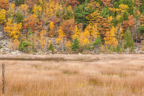 USA, Maine, Mt. Desert Island. Acadia National Park autumn foliage by The Tarn.