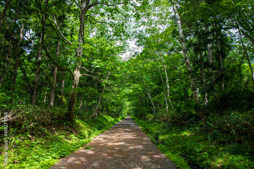 path in the forest