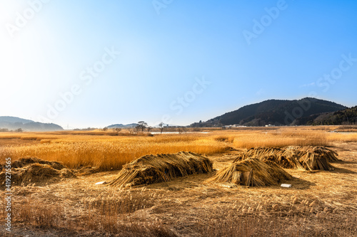 日本 北上川黄金色ヨシ原のヨシ刈りヨシ束
