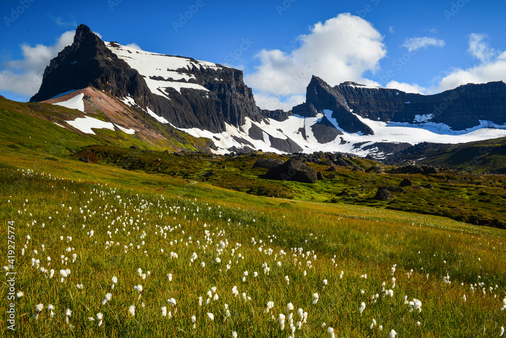 A meadow carpeted with flowers on the Stoturd hiking trail, East Fjords, Iceland.