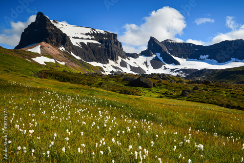 A meadow carpeted with flowers on the Stoturd hiking trail  East Fjords  Iceland.