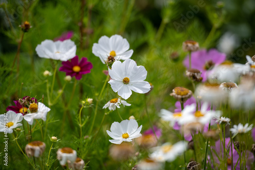 Fototapeta Naklejka Na Ścianę i Meble -  A flower garden with stark white cosmos flowers, they have long dainty petals, the centers are yellow with dark pink. The plants are on long tall stems. The background is of various green shades.