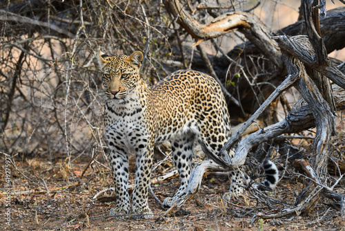 Valokuva An african leopard (Panthera pardus pardus) stalking a prey, Greater Kruger area, South Africa