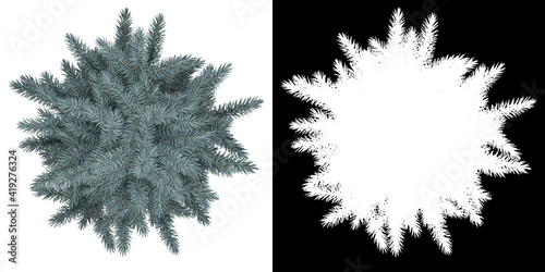 Top view of tree (Picea Pungens) png with alpha channel to cutout 3D rendering	