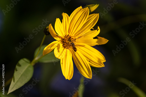Close up of delicate yellow flowers with a black center known as Coreopsis, daisy like. The flower is on a long stem with multiple small green leaves. There's a honey bee in the centre of the flower.