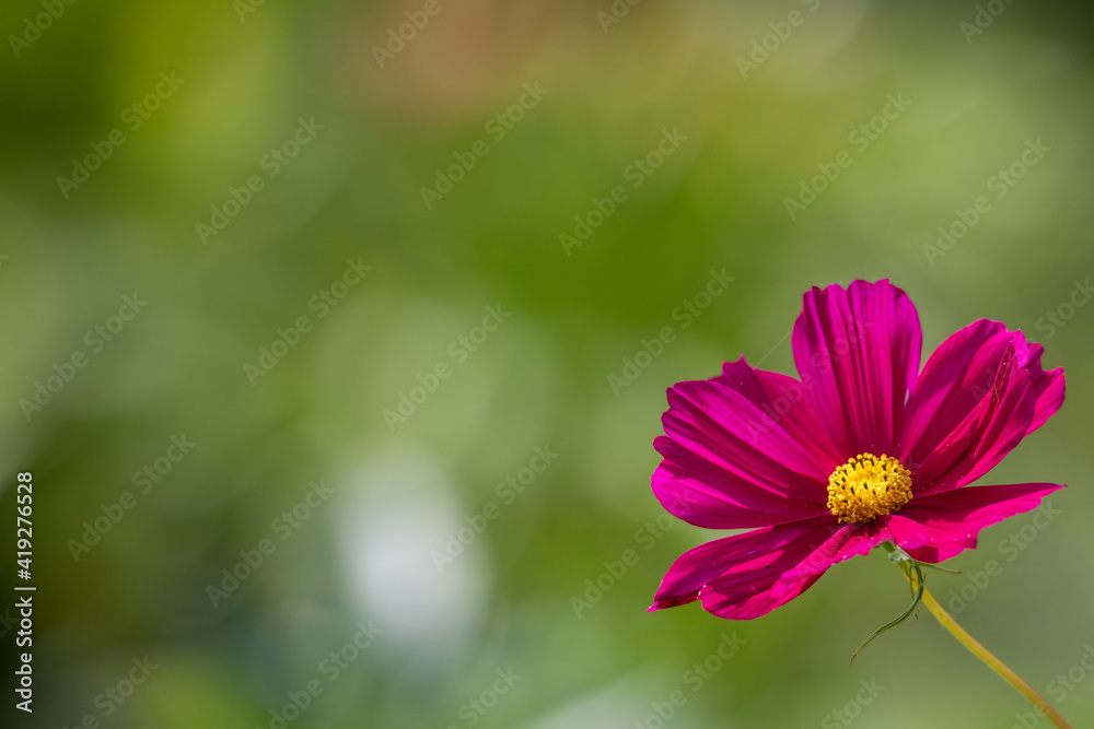 A pink cosmos flower with dainty pink peddles and a yellow center. The medium sized bloom has a thin green stem that stands up to 5 feet. The petals are cup shaped, translucent, and thin. A pink cosmos flower with dainty pink peddles and a yellow center. The medium sized bloom has a thin green stem that stands up to 5 feet. The petals are cup shaped, translucent, and thin.