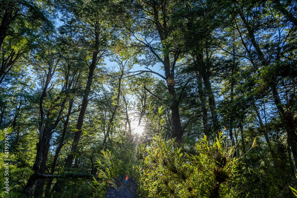 Amanecer en medio del bosque con rayos de sol