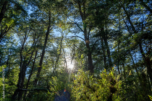 Amanecer en medio del bosque con rayos de sol © Leonardo