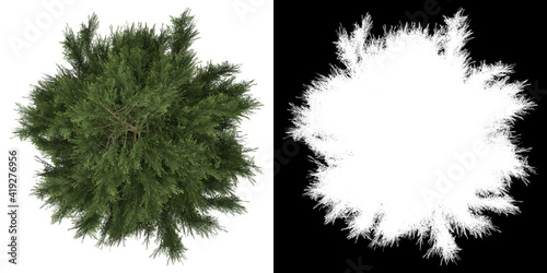 Top view of tree (Platycladus Orientalis) png with alpha channel to cutout 3D rendering
