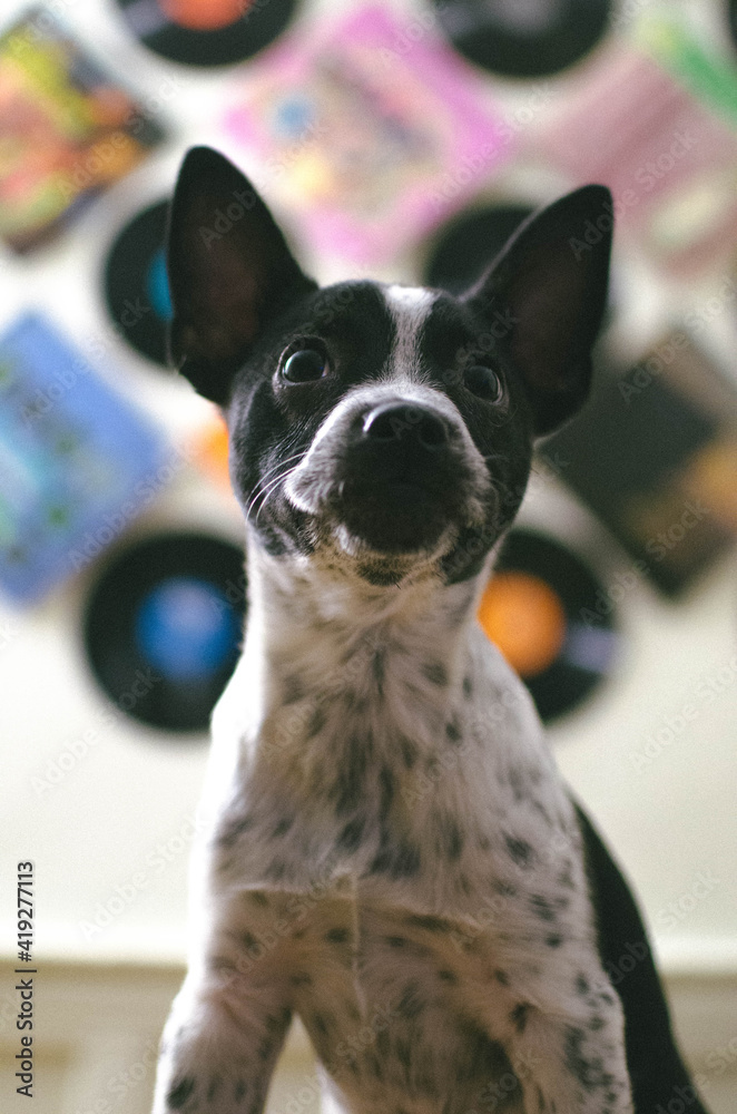 Black and White spotted puppy standing in front of Vinyl Record Wall