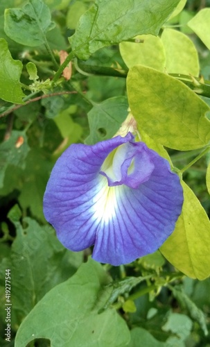 Butterfly pea flower
