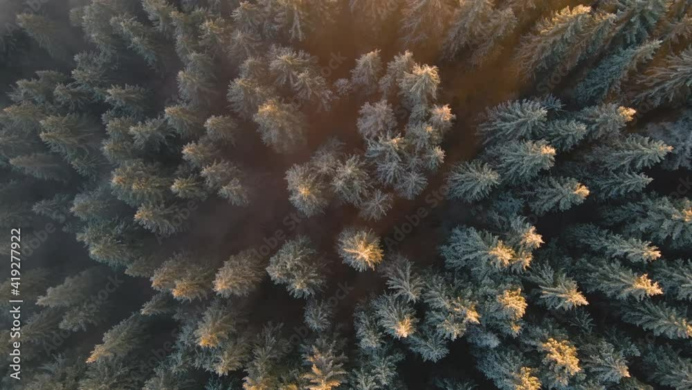 Aerial view of dense green pine forest with canopies of spruce trees in autumn mountains. Aerial view of dense green pine forest with canopies of spruce trees in autumn mountains.