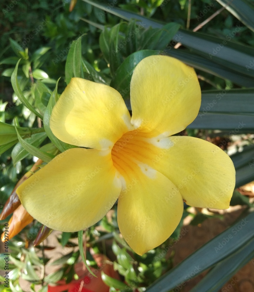 Allamanda cathartica or golden trumpet Allamanda cathartica or golden trumpet