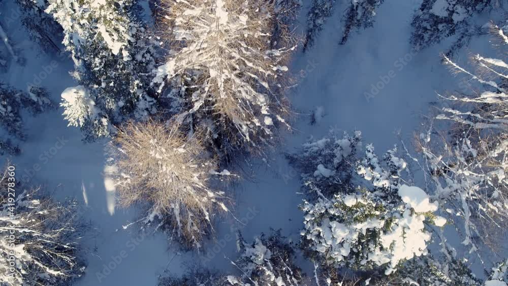 Beautiful Trees and Forest in Snow covered Wilderness in the Alps. Spruce and Pine Trees seen from above. Drone view of Winter Landscape in the Alps Beautiful Trees and Forest in Snow covered Wilderness in the Alps. Spruce and Pine Trees seen from above. Drone view of Winter Landscape in the Alps