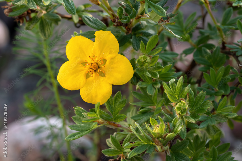 Yellow flower of Potentilla shrub in the garden close up - obrazy, fototapety, plakaty 