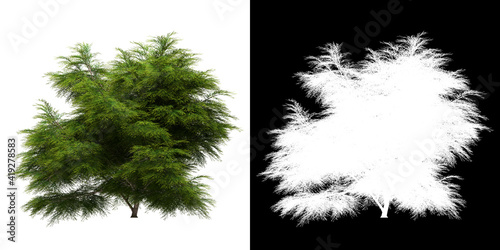 Left view of tree (Sabina Chinensis) png with alpha channel to cutout 3D rendering	
 photo