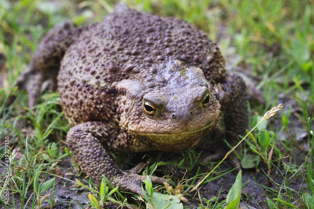Obraz premium Big fat toad crawling along the grass path