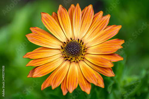 flower with orange and yellow petals